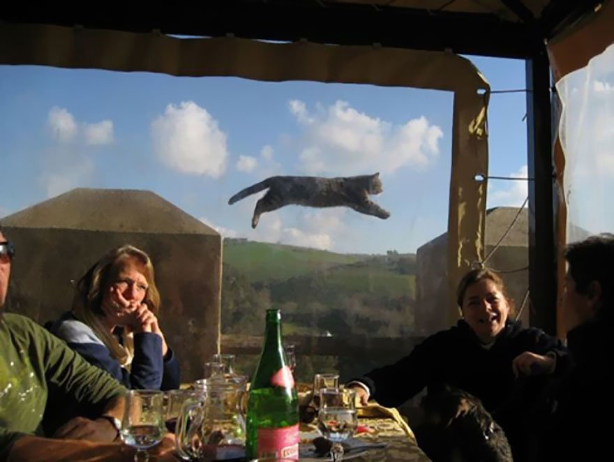 Illustration de l'article : 28 Photos de Vacances Ruinées Par Des Animaux. Qui Peut Garder Son Sérieux Devant Les Deux Dernières ?